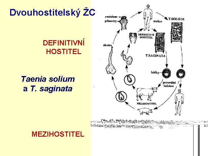 Dvouhostitelský ŽC DEFINITIVNÍ HOSTITEL Taenia solium a T. saginata MEZIHOSTITEL 