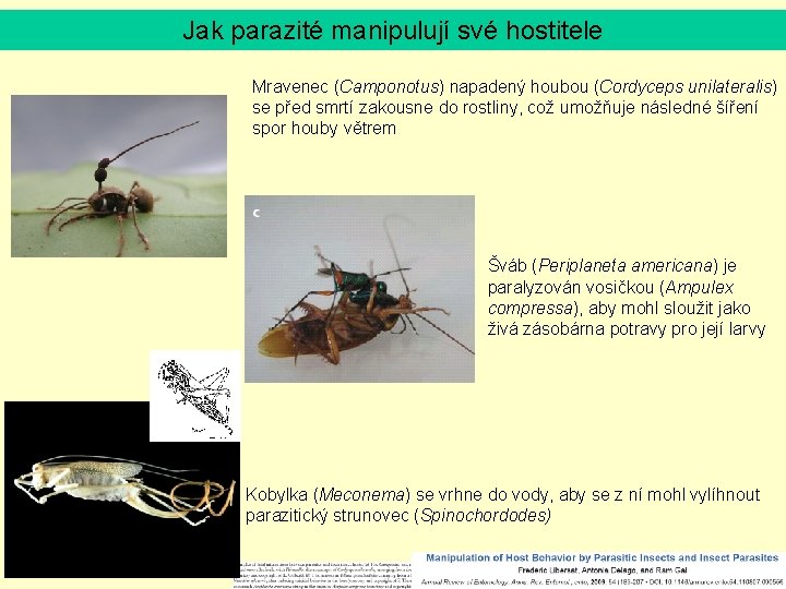 Jak parazité manipulují své hostitele Mravenec (Camponotus) napadený houbou (Cordyceps unilateralis) se před smrtí