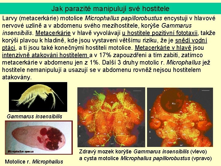 Jak parazité manipulují své hostitele Larvy (metacerkárie) motolice Microphallus papillorobustus encystuji v hlavové nervové