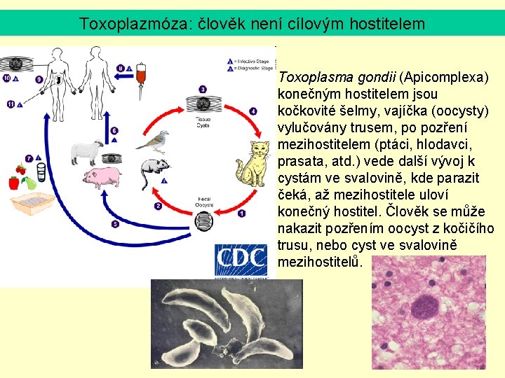 Toxoplazmóza: člověk není cílovým hostitelem Toxoplasma gondii (Apicomplexa) konečným hostitelem jsou kočkovité šelmy, vajíčka