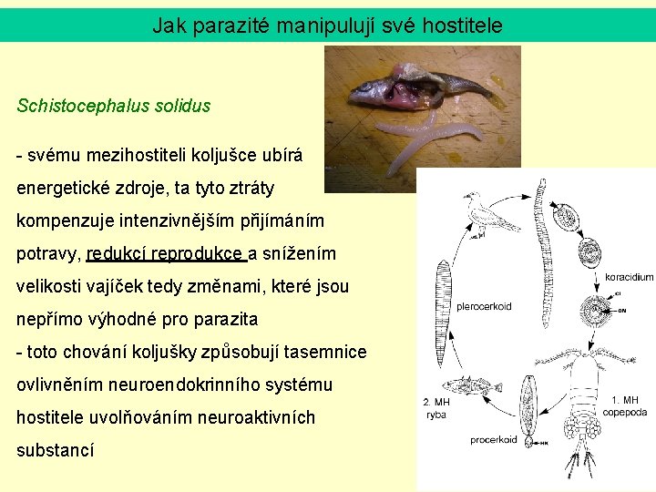 Jak parazité manipulují své hostitele Schistocephalus solidus - svému mezihostiteli koljušce ubírá energetické zdroje,