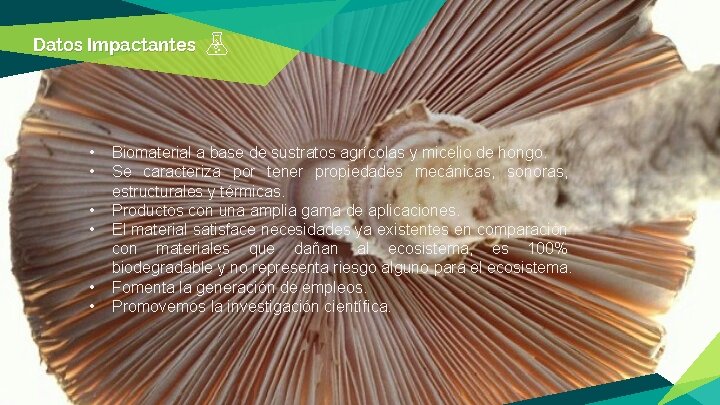 Datos Impactantes • • • Biomaterial a base de sustratos agrícolas y micelio de