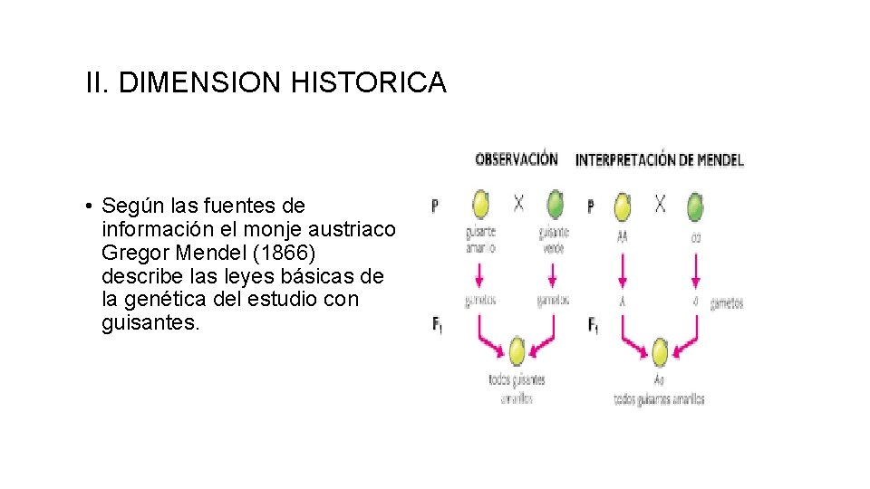 II. DIMENSION HISTORICA • Según las fuentes de información el monje austriaco Gregor Mendel