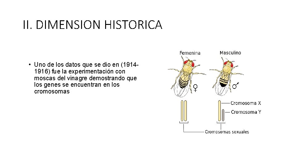 II. DIMENSION HISTORICA • Uno de los datos que se dio en (19141916) fue