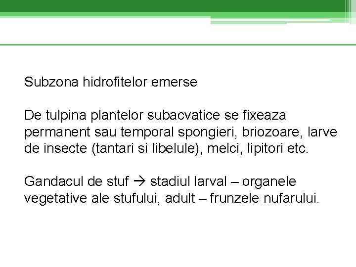 Subzona hidrofitelor emerse De tulpina plantelor subacvatice se fixeaza permanent sau temporal spongieri, briozoare,