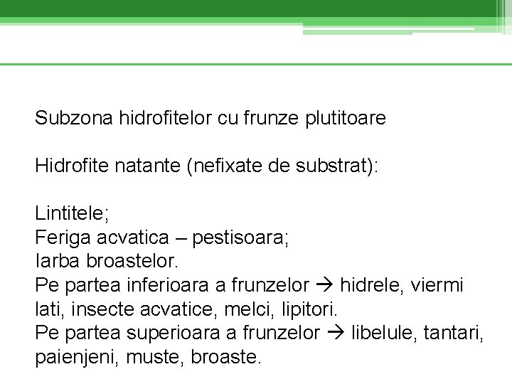 Subzona hidrofitelor cu frunze plutitoare Hidrofite natante (nefixate de substrat): Lintitele; Feriga acvatica –