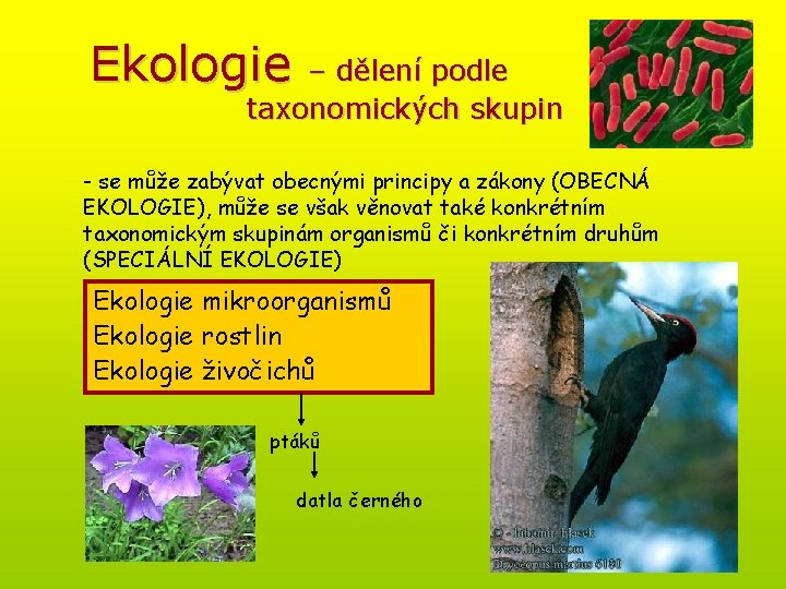 Ekologie – dělení podle taxonomických skupin - se může zabývat obecnými principy a zákony