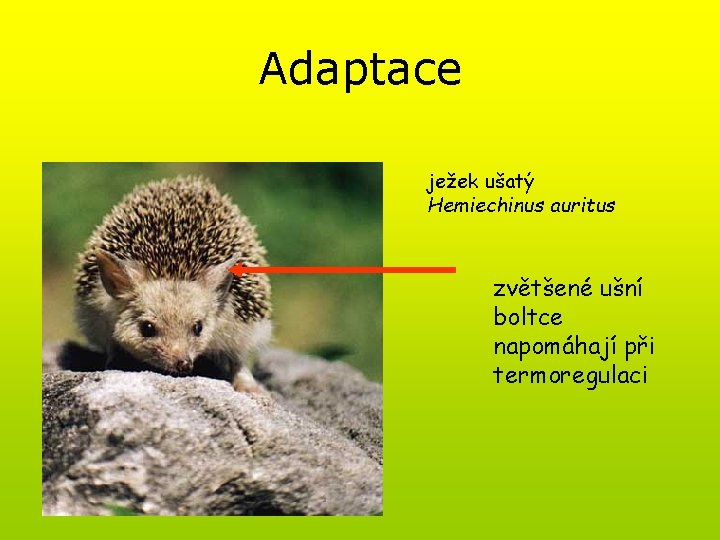 Adaptace ježek ušatý Hemiechinus auritus zvětšené ušní boltce napomáhají při termoregulaci 