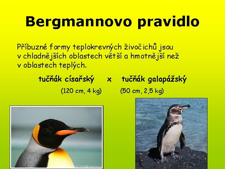 Bergmannovo pravidlo Příbuzné formy teplokrevných živočichů jsou v chladnějších oblastech větší a hmotnější než