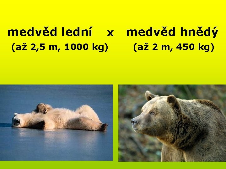 medvěd lední x (až 2, 5 m, 1000 kg) medvěd hnědý (až 2 m,