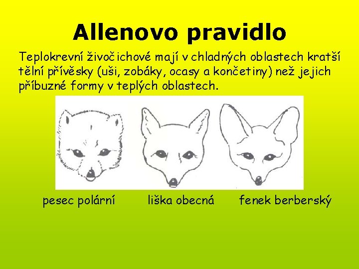 Allenovo pravidlo Teplokrevní živočichové mají v chladných oblastech kratší tělní přívěsky (uši, zobáky, ocasy