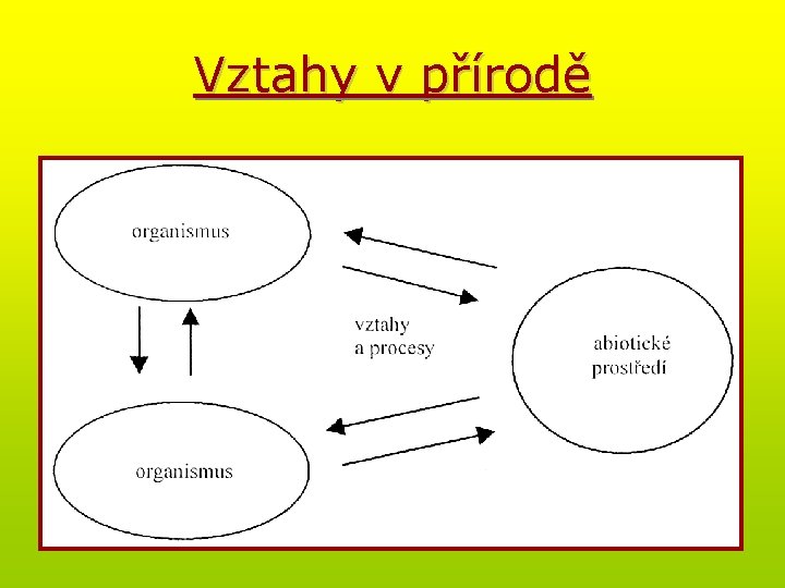 Vztahy v přírodě 