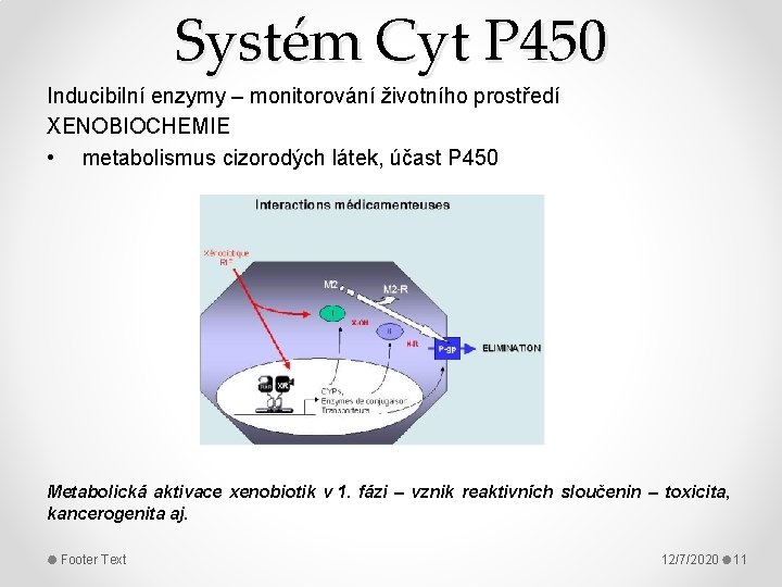 Systém Cyt P 450 Inducibilní enzymy – monitorování životního prostředí XENOBIOCHEMIE • metabolismus cizorodých