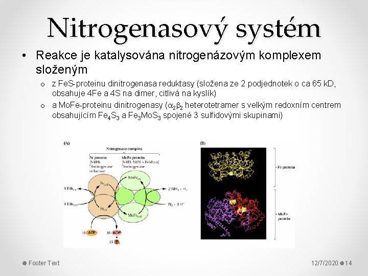 Nitrogenasový systém • Reakce je katalysována nitrogenázovým komplexem složeným o z Fe. S-proteinu dinitrogenasa