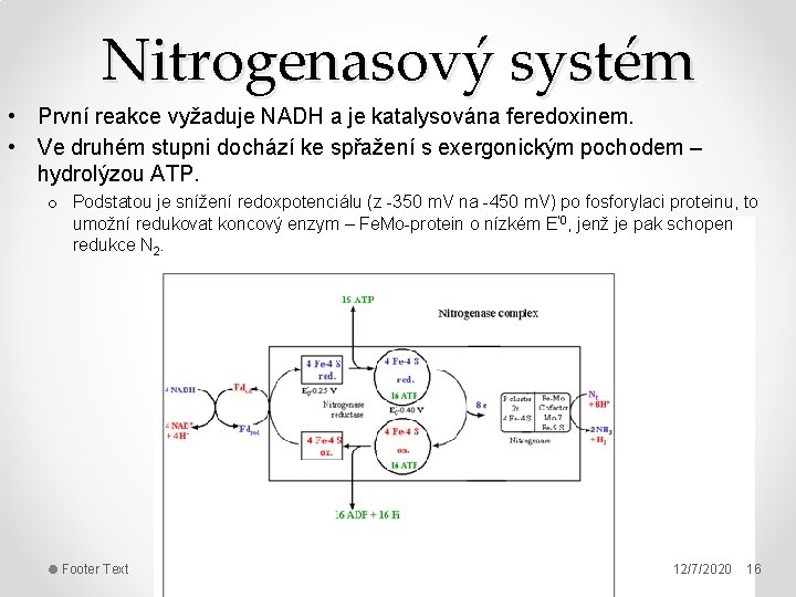 Nitrogenasový systém • První reakce vyžaduje NADH a je katalysována feredoxinem. • Ve druhém