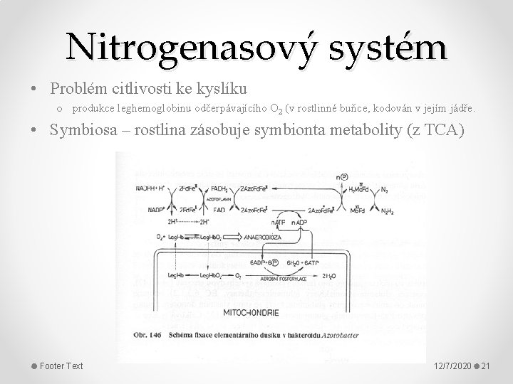 Nitrogenasový systém • Problém citlivosti ke kyslíku o produkce leghemoglobinu odčerpávajícího O 2 (v