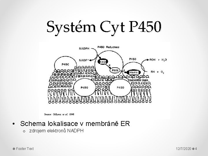 Systém Cyt P 450 • Schema lokalisace v membráně ER o zdrojem elektronů NADPH