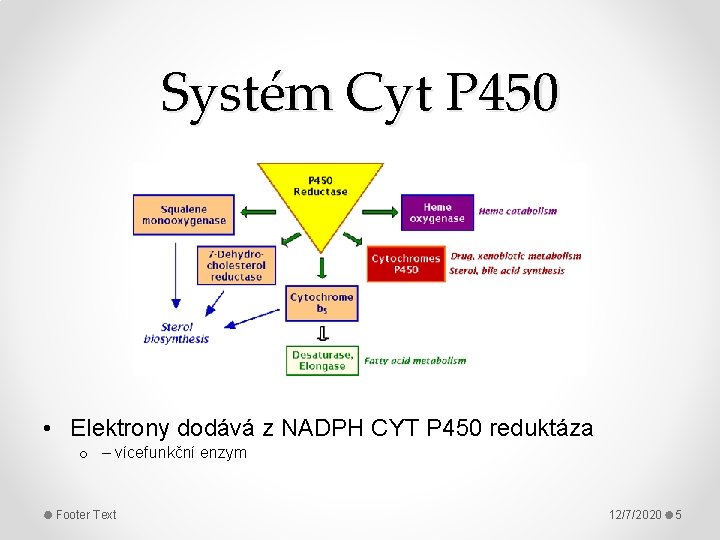 Systém Cyt P 450 • Elektrony dodává z NADPH CYT P 450 reduktáza o