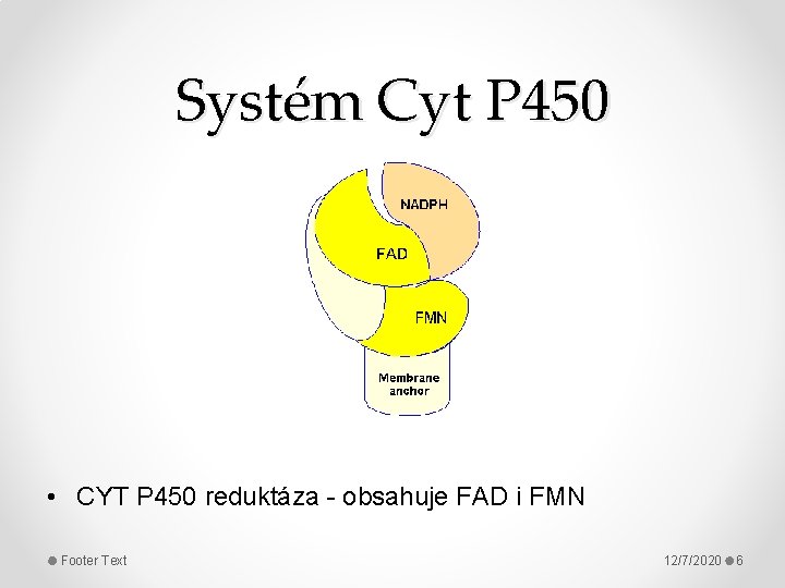 Systém Cyt P 450 • CYT P 450 reduktáza - obsahuje FAD i FMN