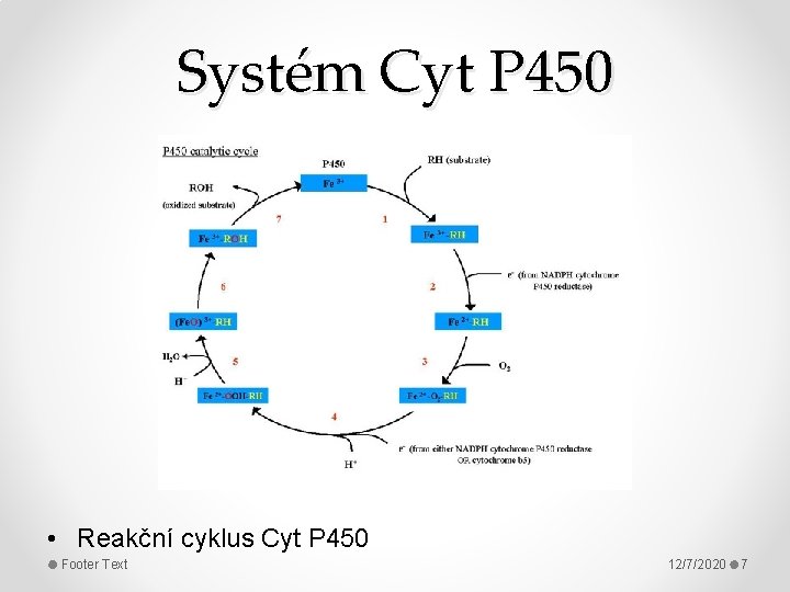 Systém Cyt P 450 • Reakční cyklus Cyt P 450 Footer Text 12/7/2020 7