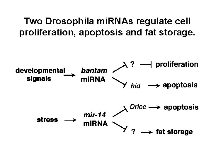 Two Drosophila mi. RNAs regulate cell proliferation, apoptosis and fat storage. 