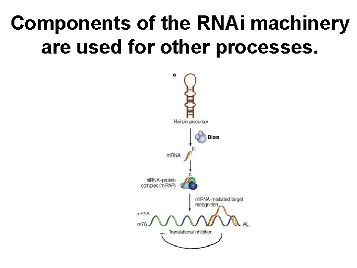 Components of the RNAi machinery are used for other processes. 