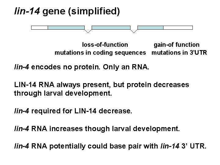 lin-14 gene (simplified) loss-of-function gain-of function mutations in coding sequences mutations in 3’UTR lin-4