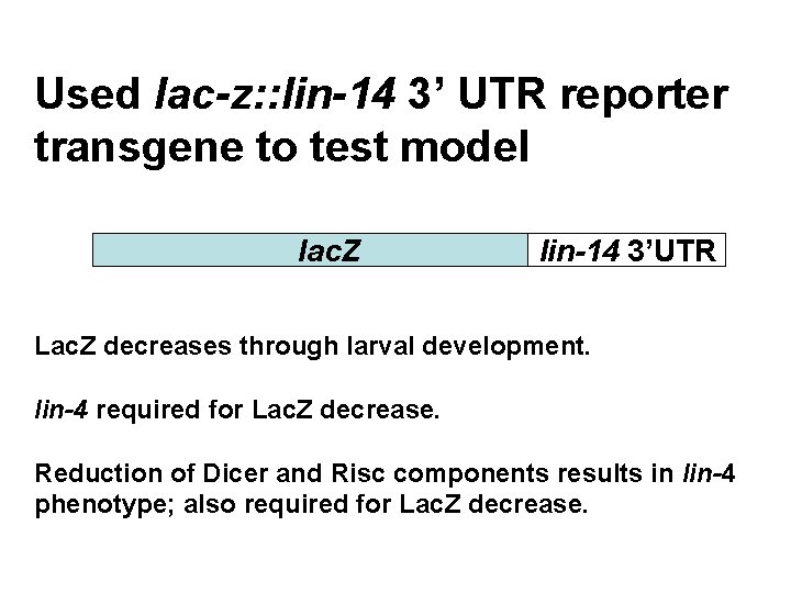 Used lac-z: : lin-14 3’ UTR reporter transgene to test model lac. Z lin-14