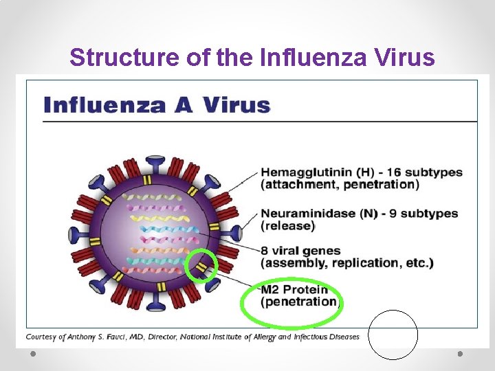 Structure of the Influenza Virus 