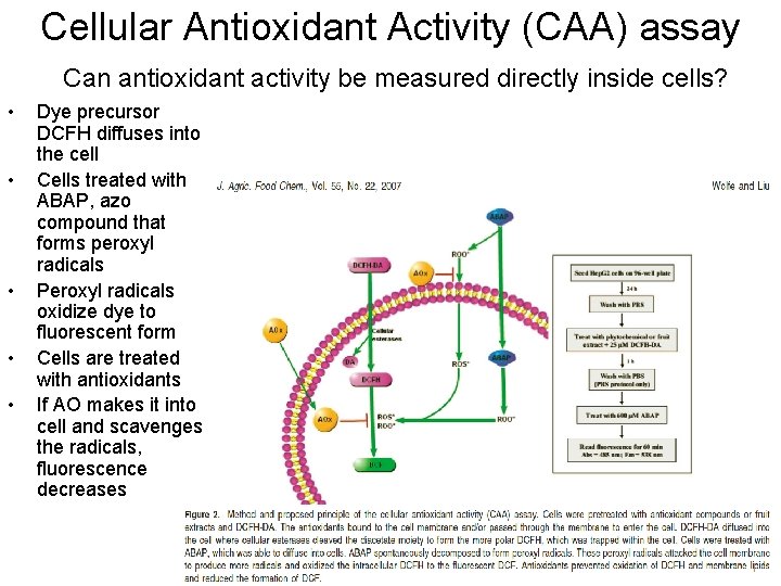 Cellular Antioxidant Activity (CAA) assay Can antioxidant activity be measured directly inside cells? •