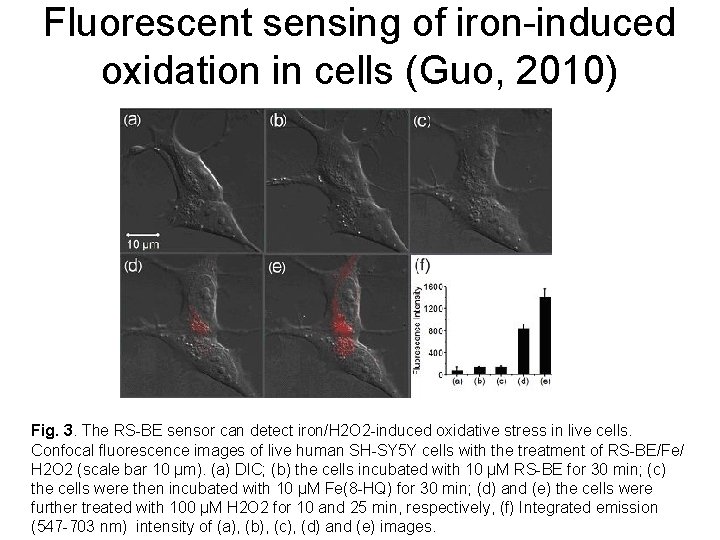 Fluorescent sensing of iron-induced oxidation in cells (Guo, 2010) Fig. 3. The RS-BE sensor