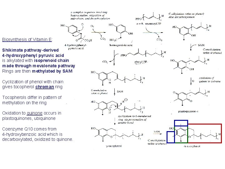 Biosynthesis of Vitamin E: Shikimate pathway-derived 4 -hydroxyphenyl pyruvic acid is alkylated with isoprenoid