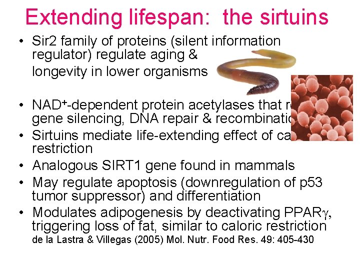 Extending lifespan: the sirtuins • Sir 2 family of proteins (silent information regulator) regulate