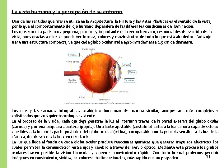 La vista humana y la percepción de su entorno Uno de los sentidos que