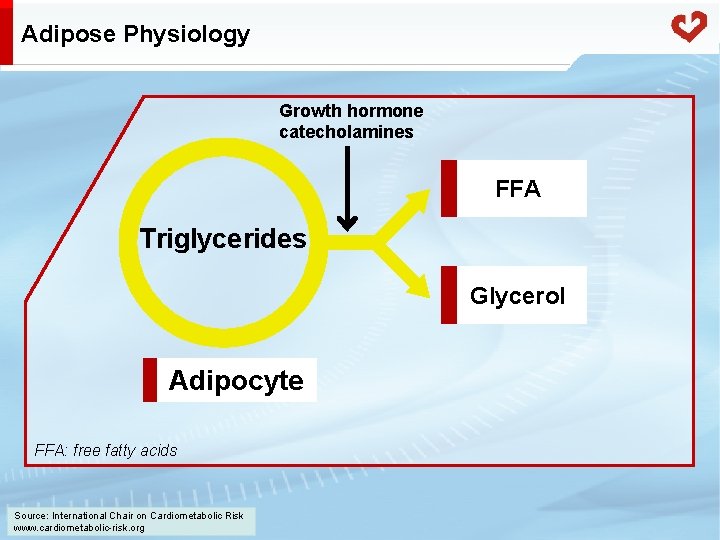 Adipose Physiology Growth hormone catecholamines FFA Triglycerides Glycerol Adipocyte FFA: free fatty acids Source: