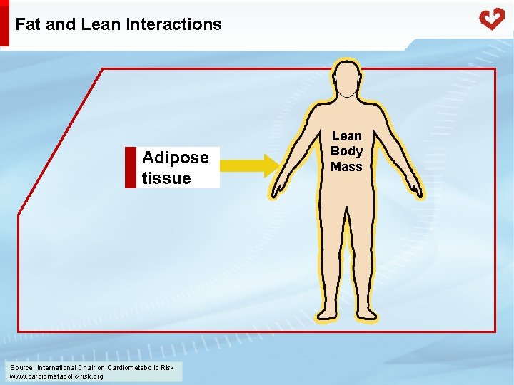 Fat and Lean Interactions Adipose tissue Source: International Chair on Cardiometabolic Risk www. cardiometabolic-risk.