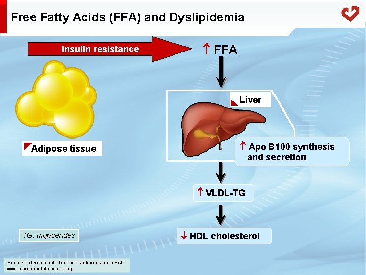 Free Fatty Acids (FFA) and Dyslipidemia Insulin resistance FFA Liver Adipose tissue Apo B