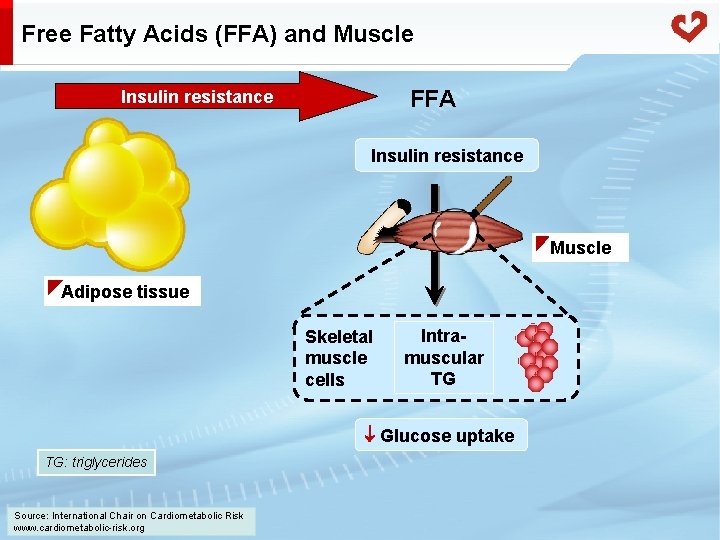 Free Fatty Acids (FFA) and Muscle FFA Insulin resistance Muscle Adipose tissue Skeletal muscle