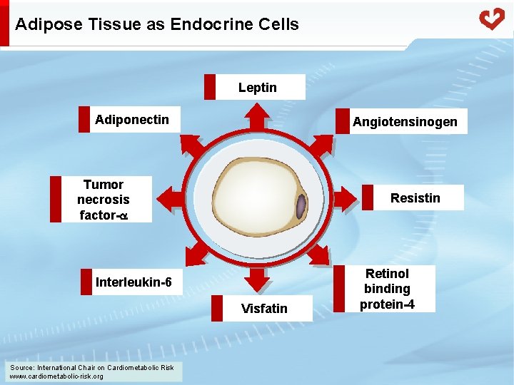 Adipose Tissue as Endocrine Cells Leptin Adiponectin Angiotensinogen Tumor necrosis factor- Resistin Interleukin-6 Visfatin