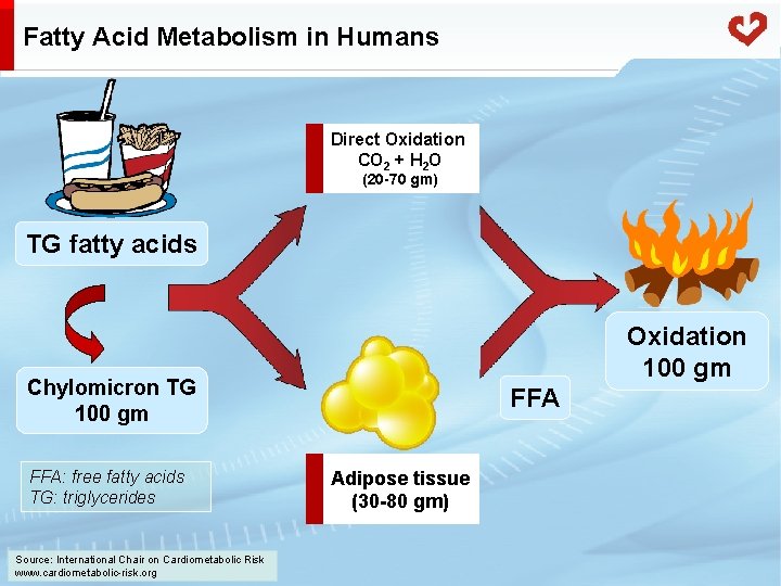 Fatty Acid Metabolism in Humans Direct Oxidation CO 2 + H 2 O (20
