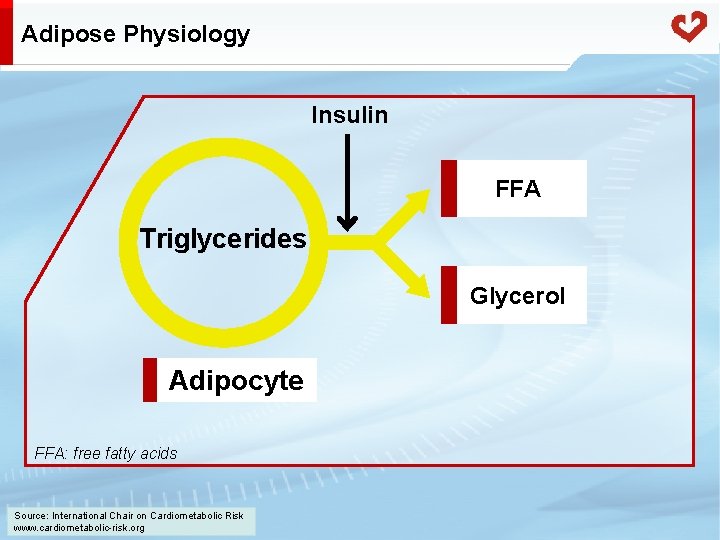 Adipose Physiology Insulin FFA Triglycerides Glycerol Adipocyte FFA: free fatty acids Source: International Chair