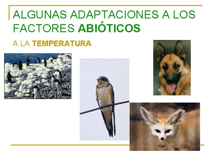 ALGUNAS ADAPTACIONES A LOS FACTORES ABIÓTICOS A LA TEMPERATURA 