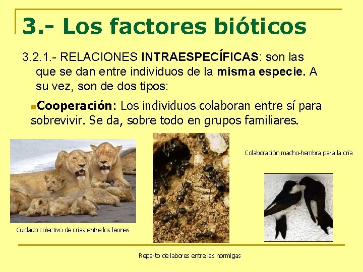 3. - Los factores bióticos 3. 2. 1. - RELACIONES INTRAESPECÍFICAS: son las que