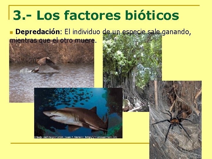 3. - Los factores bióticos Depredación: El individuo de un especie sale ganando, mientras