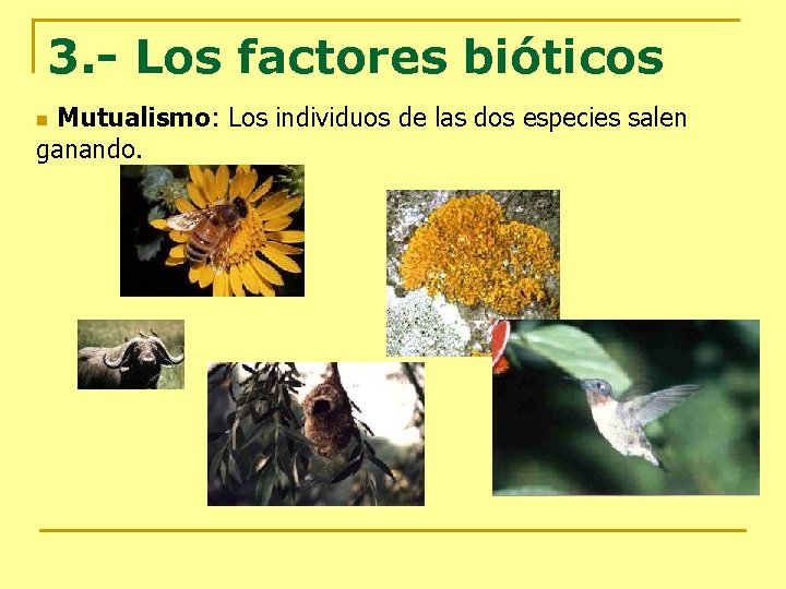 3. - Los factores bióticos Mutualismo: Los individuos de las dos especies salen ganando.