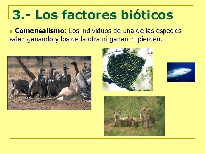 3. - Los factores bióticos Comensalismo: Los individuos de una de las especies salen