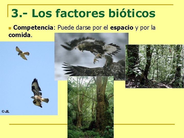 3. - Los factores bióticos Competencia: Puede darse por el espacio y por la