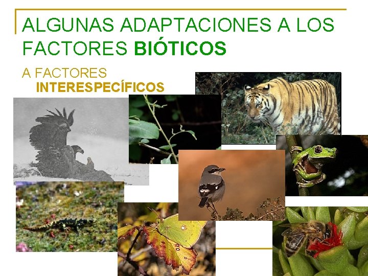ALGUNAS ADAPTACIONES A LOS FACTORES BIÓTICOS A FACTORES INTERESPECÍFICOS 