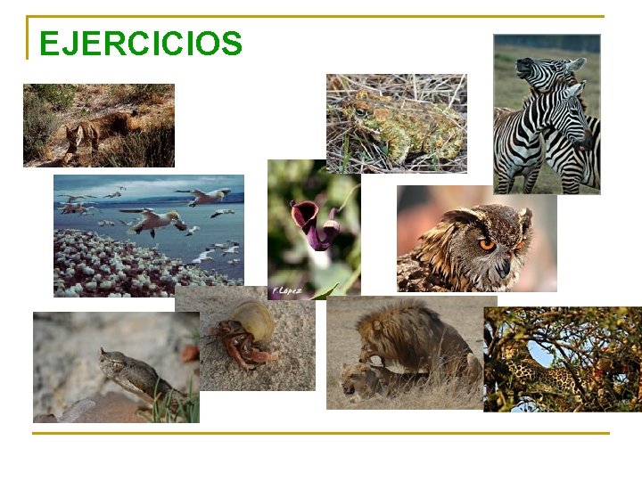 EJERCICIOS 