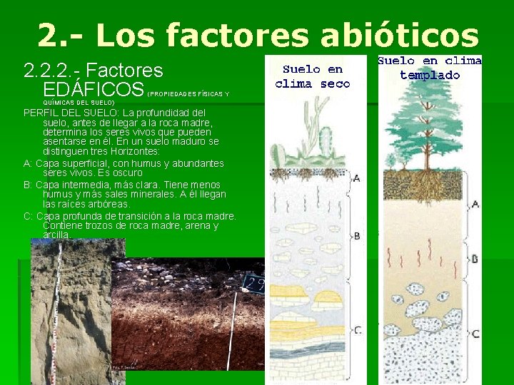 2. - Los factores abióticos 2. 2. 2. - Factores EDÁFICOS (PROPIEDADES FÍSICAS Y